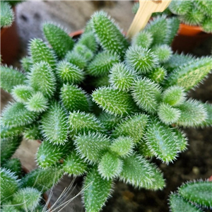 Delosperma Echinatum